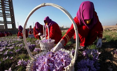 تصویر از آسترالیا ۲۵ میلیون دالر به بخش زراعت افغانستان کمک میکند