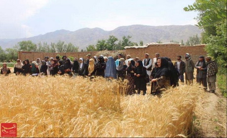 تصویر از حمایت دولت از فعالیت‌های کوچک کشاورزی در ولایت کابل