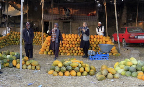 تصویر از هند از صادرات میوه تازه افغانستان مالیه نمیگرد