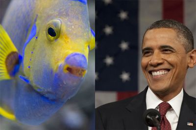 تصویر از ماهی که تازه کشف شده، بنام “اوباما” مسمی شد
