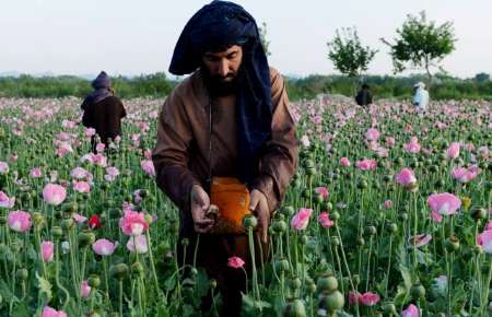 تصویر از تولید تریاک در افغانستان به ۴هزار و ۸۰۰ تن رسید