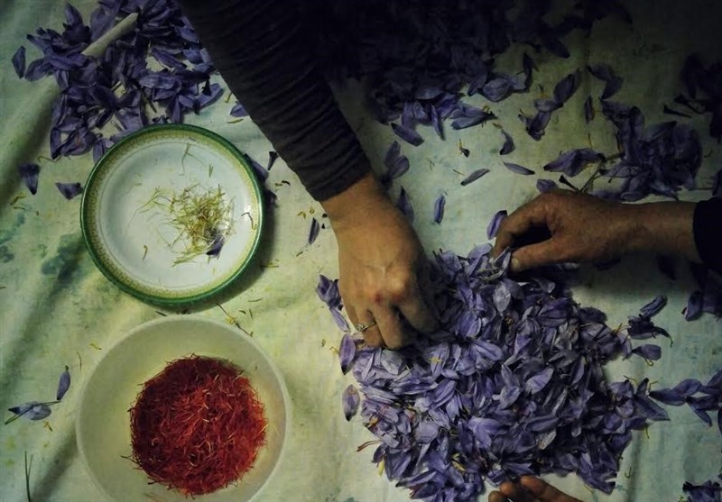 تصویر از روایت زعفران و زنان غیور مهاجر افغان/ افغان‌ها و روایت یک لقمه نان حلال ۱