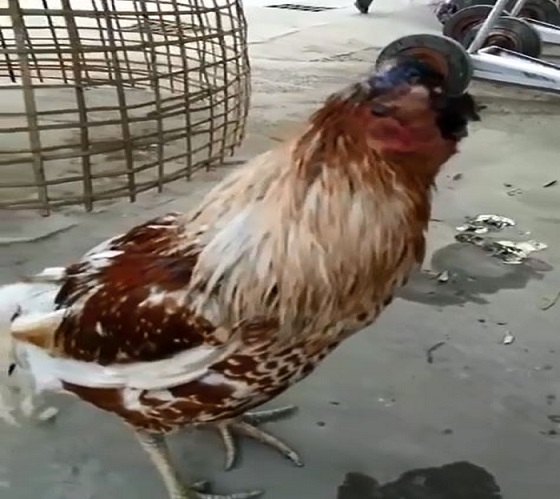 تصویر از مرغی که یک هفته بدون سر زندگی می‌کند+ویدیو