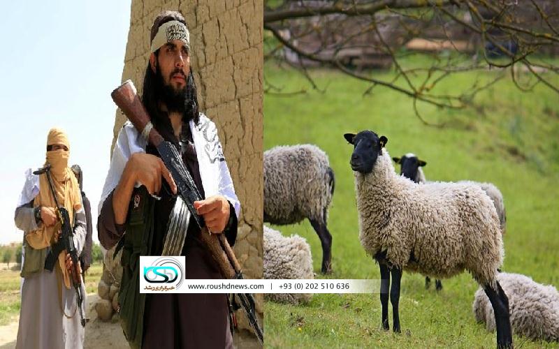 تصویر از طالبان پس از شکست در جنگ، صد راس گوسفند را از ولسوالی گوسفندی دزدیدند
