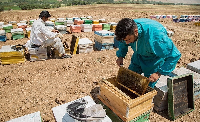 تصویر از تولیدات عسل خالص در بدخشان به ۲۸۳ تُن رسید