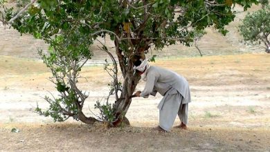 تصویر از درآمد پسته‌زارهای بادغیس به جیب طالبان می‌رود